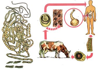 In the case of a very common helminth, the bovine tapeworm, the cow serves as an intermediate host and one person is the final one. 