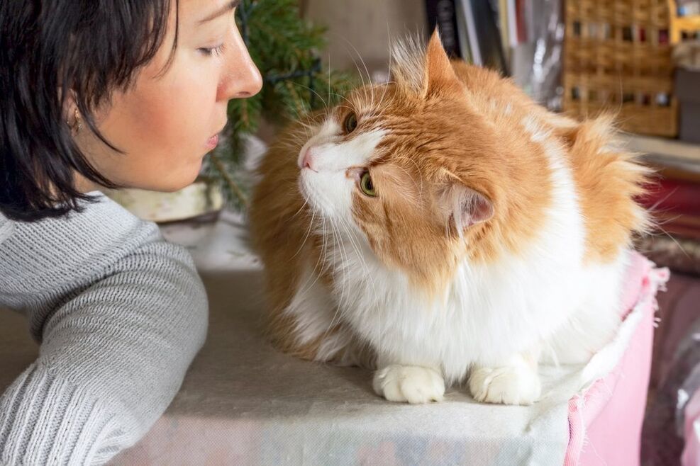 Pets