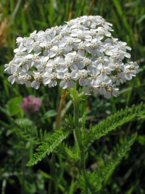 Yarrow against parasites in the body