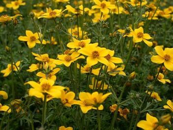 a series of parasites in the body