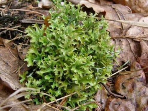 cetraria from parasites in the body