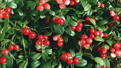 cranberry against parasites in the body
