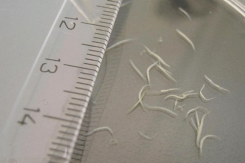 how to remove pinworms from a child