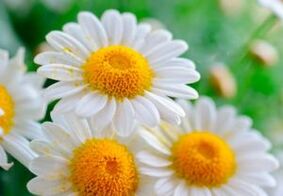 Healing chamomile flowers - a means of getting rid of worms