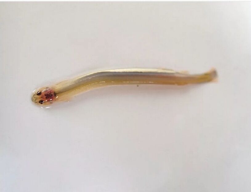 Wandellia foamy - a dangerous parasitic fish