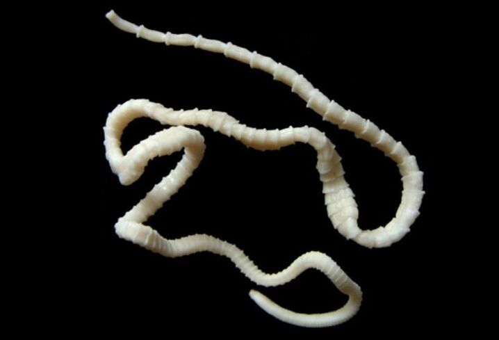 a broad tapeworm infects humans with fish
