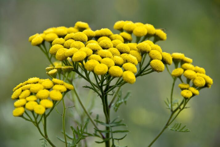 The bitter plant tansy helps to remove parasites from the body