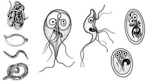 The simplest parasites in the human body