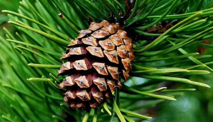 pine cone to remove parasites