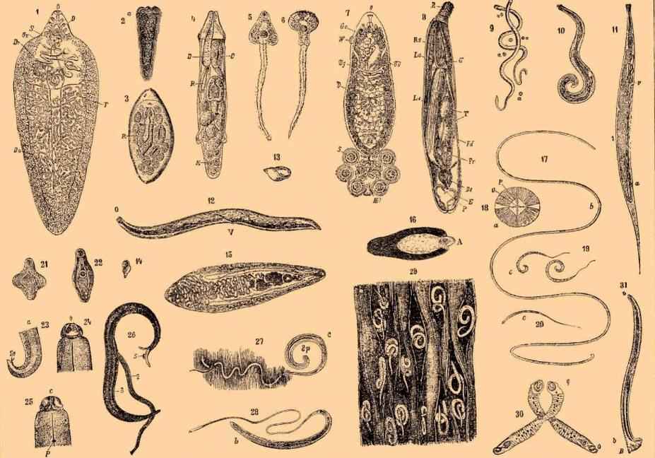 Types of worms living in the body